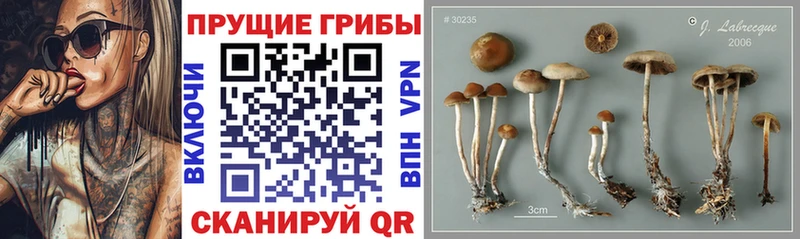 Галлюциногенные грибы мицелий  что такое   Нижнекамск 